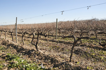 Vineyards in winter