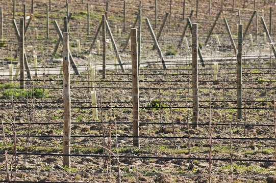 New vineyard