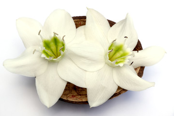 Fototapeta na wymiar białe kwiaty lilii z Dziewicy, North Star