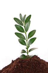 Young plant in ground over white background