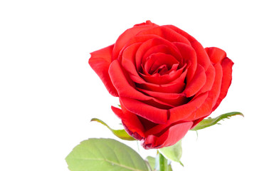 Red rose