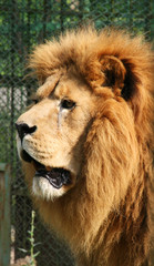 Fototapeta na wymiar Lion look