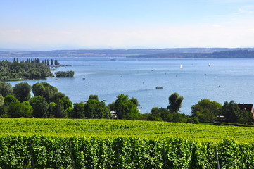 Weinanbau am Bodensee