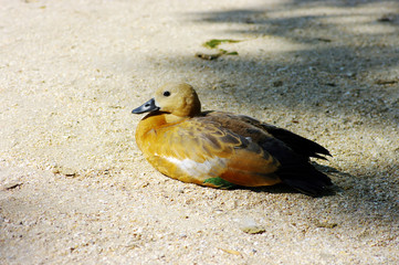 Duck Sitting on Dust