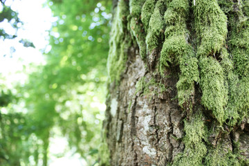 tree with moss