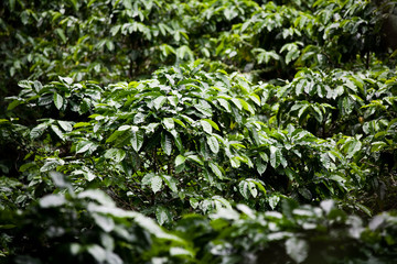 Coffee plants on plantation in Costa Rica