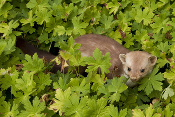 Stone marten