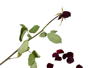 Old rose, isolated on white