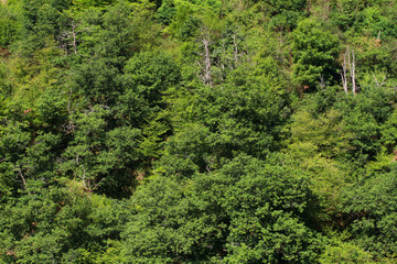 Fototapeta premium Wald