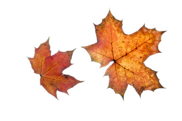 Obraz premium Herbstlaub