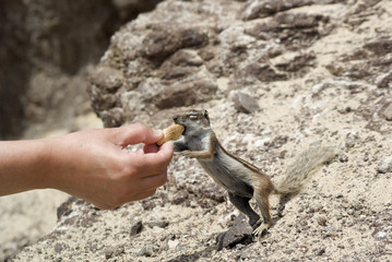 Streifenhörnchen bei der Fütterung