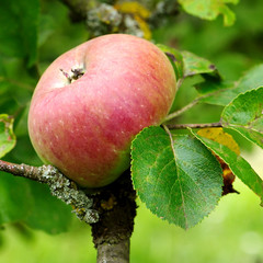 pomme suspendu à l'envers sur le pommier
