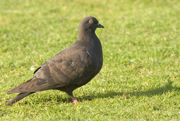 Feral Pidgeon