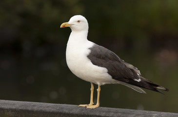 Lesser Black-backed Gull