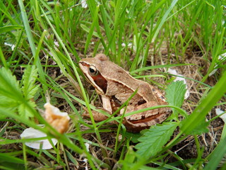 Laubfrosch im Gras