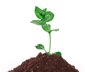 Young plant in ground over white background