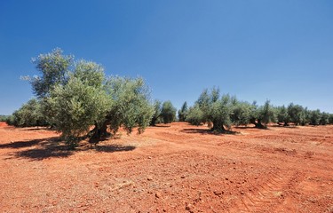 Fototapeta na wymiar Gaje oliwne