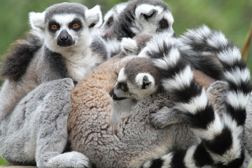Family of Ring-Tailed Lemurs