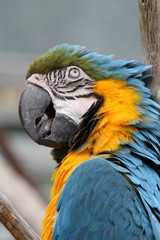 Blue & Gold Macaw