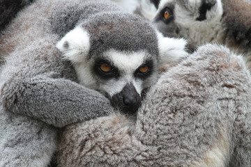 Ringed Tailed Lemur