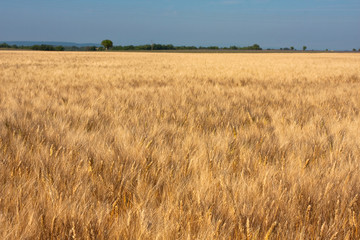 Campo di grano