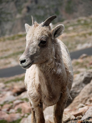 Bergziege, Colorado