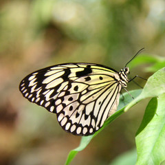 Paper Kite (Idea leuconoe) butterfly (focus on wings)