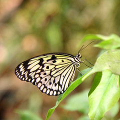 Paper Kite (Idea leuconoe) butterfly