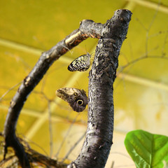 Owl (Caligo memnon) & Paper Kite (Idea leuconoe) butterflies