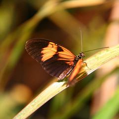 Postman Butterfly (Heliconius melpomene)