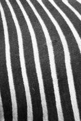 Close up of zebra skin - background