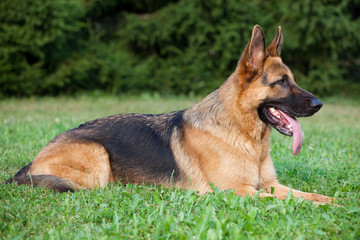 German Shepherd laying on the green grass