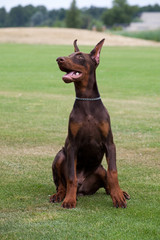 doberman puppy