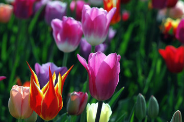 Obraz premium Fresh Tulips