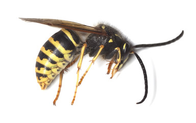 wasp isolated on white background