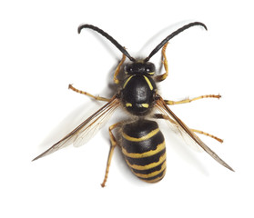 wasp isolated on white background