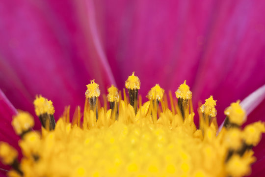 Garden cosmos (Cosmos bipinnatus)