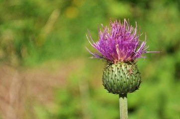 Cardo di montagna