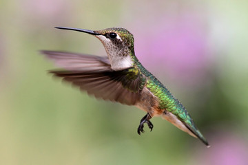 Ruby-throated Hummingbird