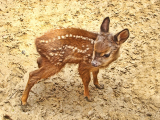 Naklejka premium baby deer