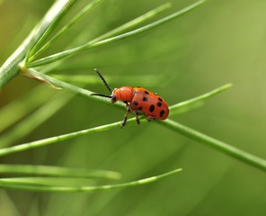 red bug