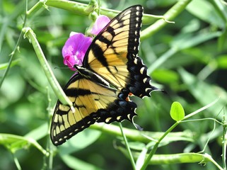 yellow butterfly