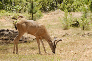Californian Black-tailed deer