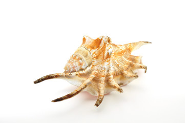 spidershell opening facing down