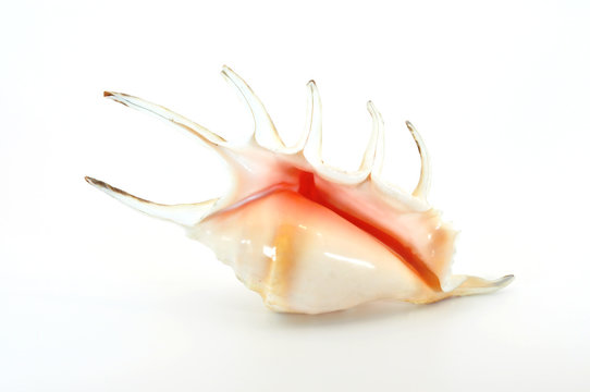 spider shell showing opening