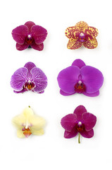 Fototapeta na wymiar Orchid collection