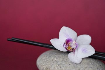 Orchidee mit Stäbchen