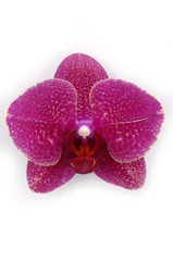 Macro of a beautiful pink orchid (Phalaenopsis) isolated