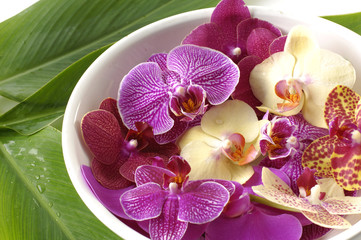 Bowl of colorful orchid with green leaf