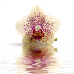 Beautiful orchid and stone with reflection